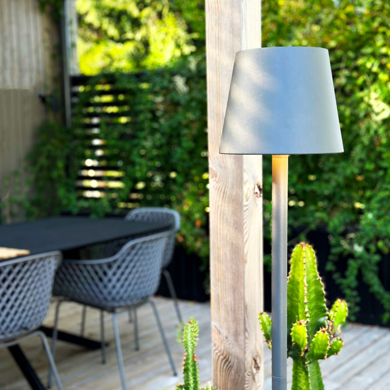 sofy lightson environ cactus