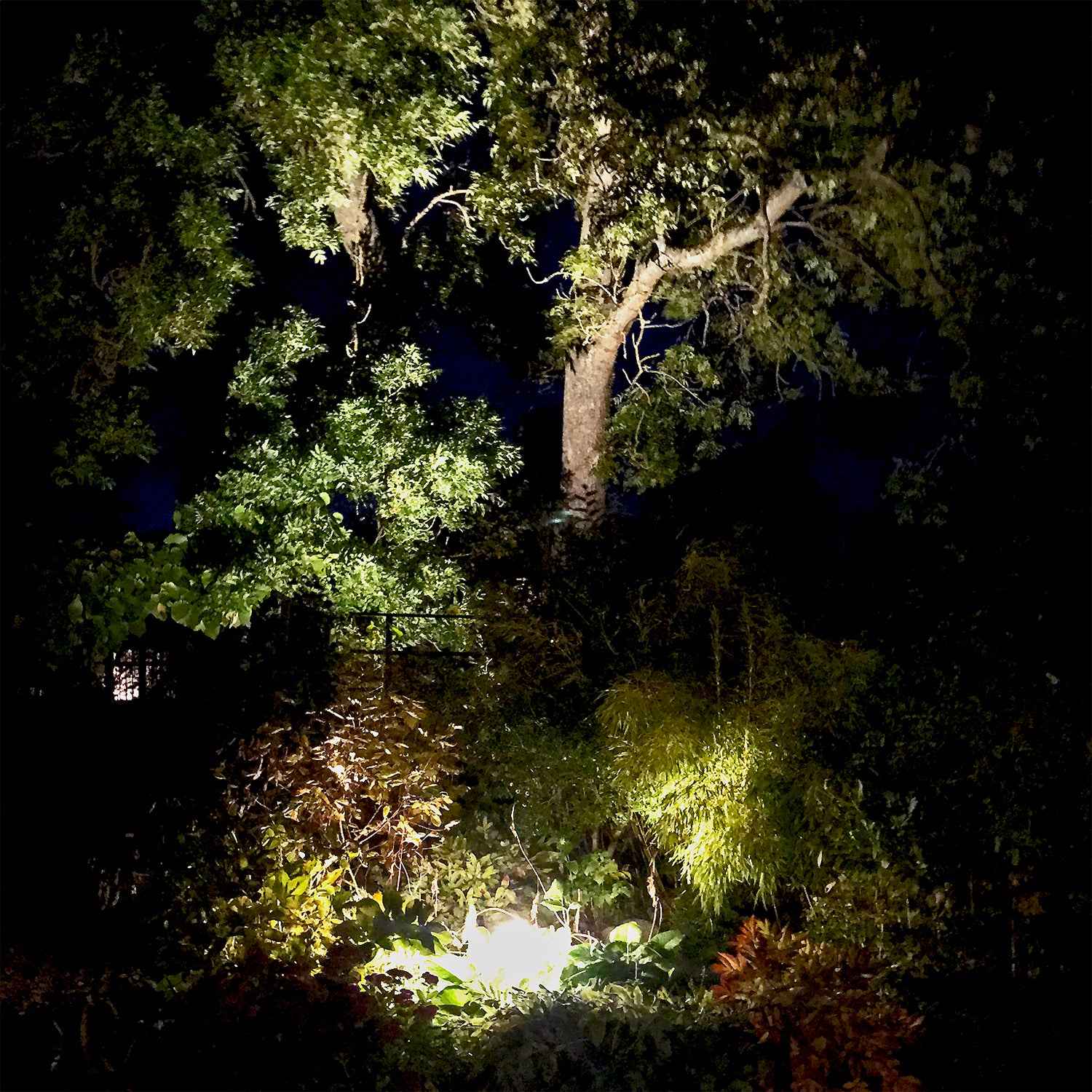 Cosmo lightson environ pondfront