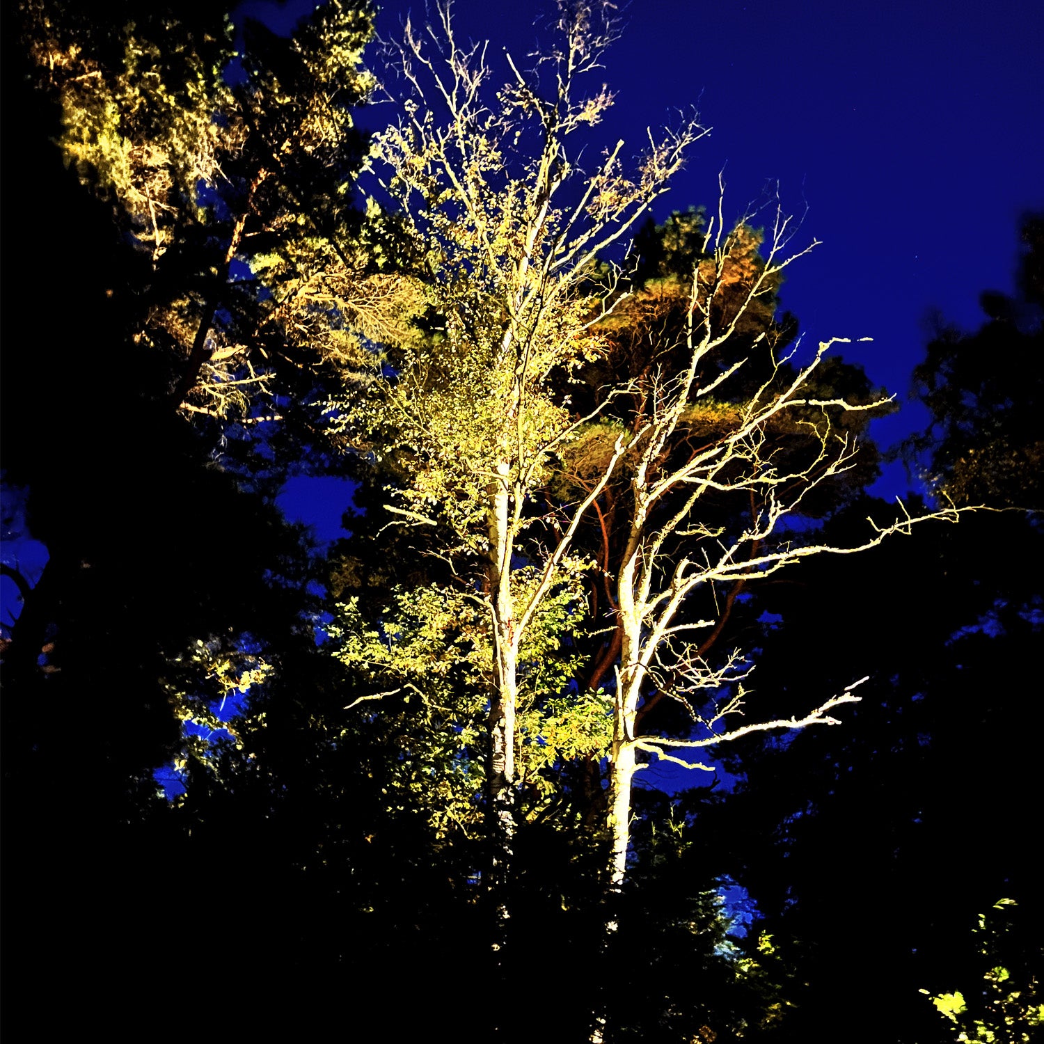 Cosmo lightson environ trees high