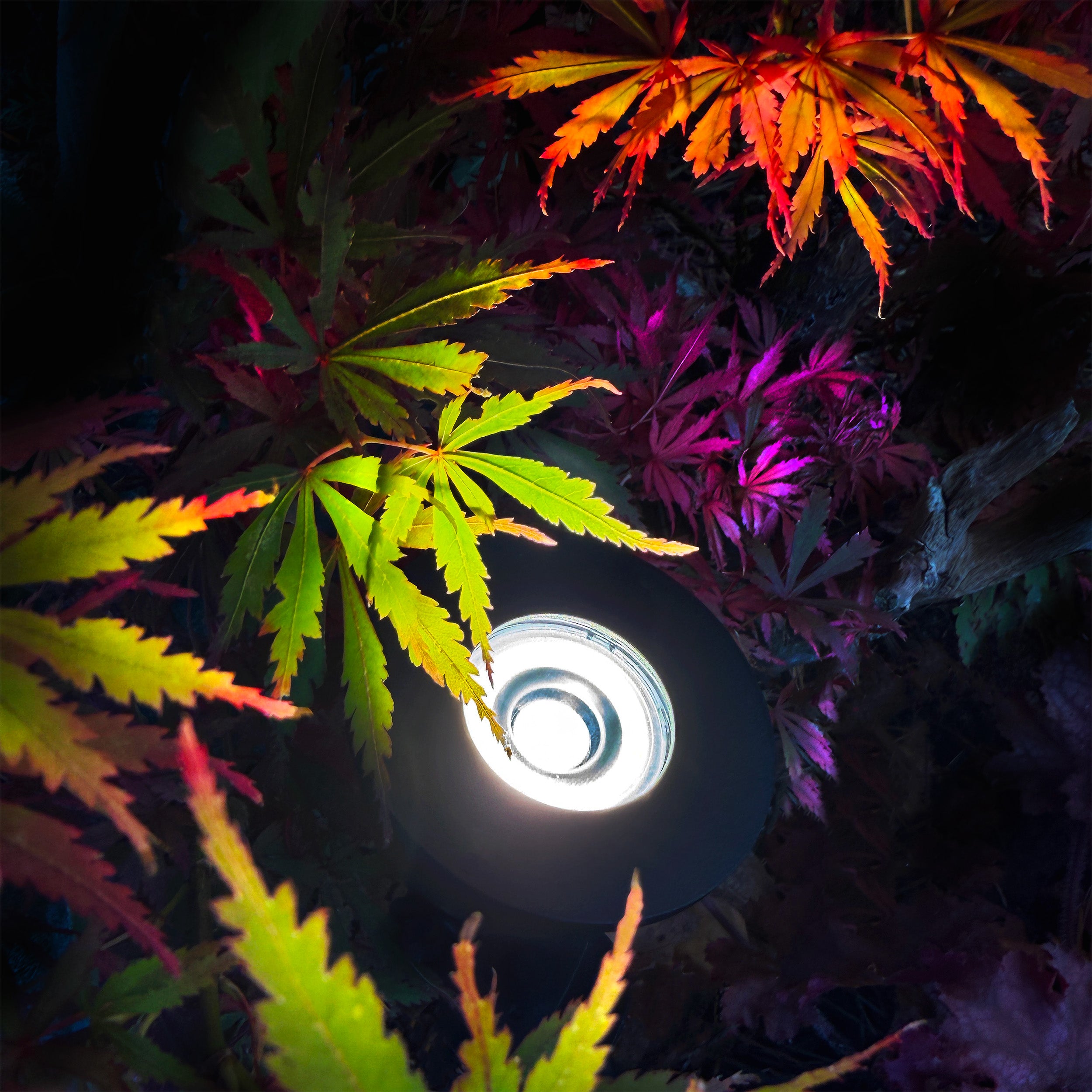 Luminus lightson closeup colorful