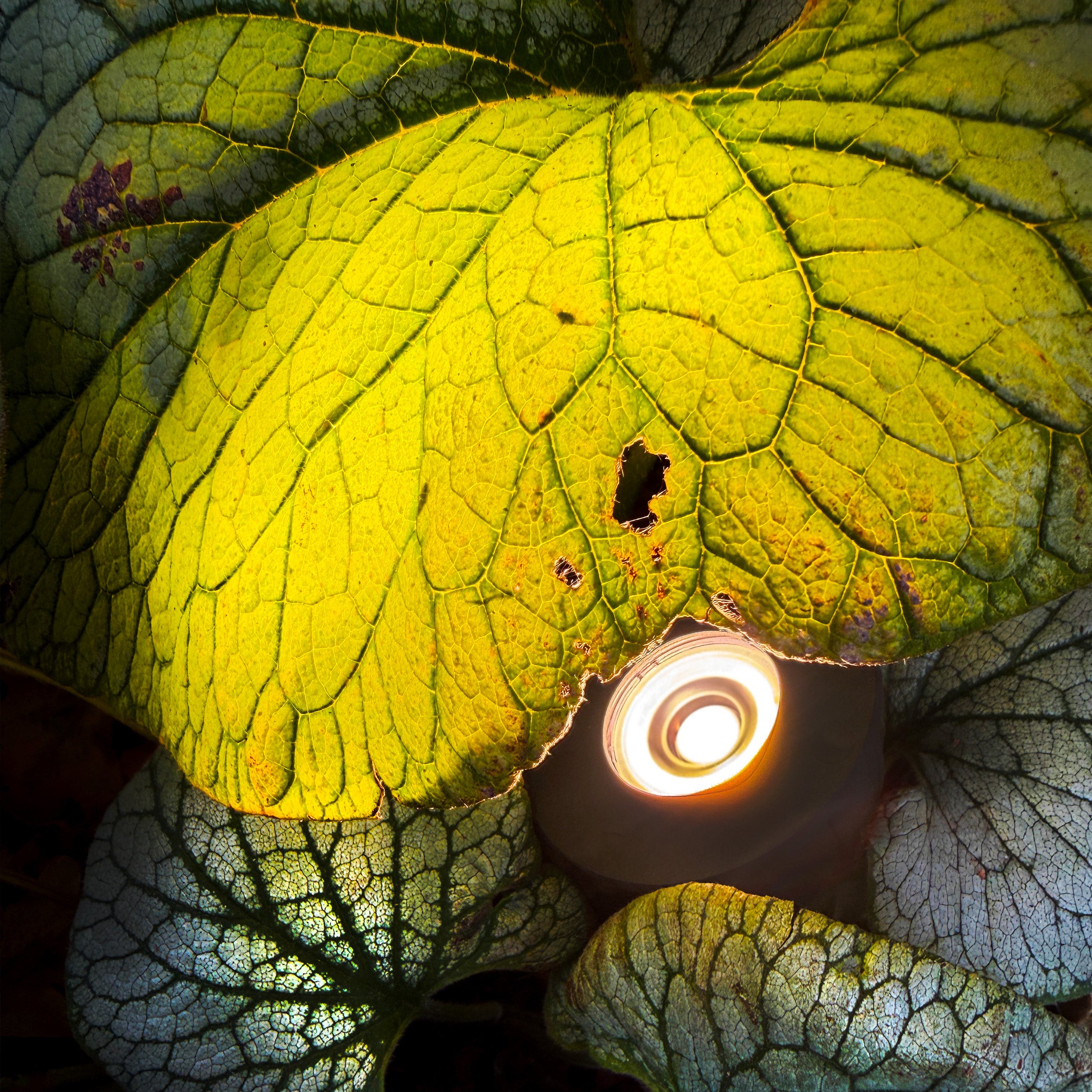 Luminus lightson closeup silverleafs