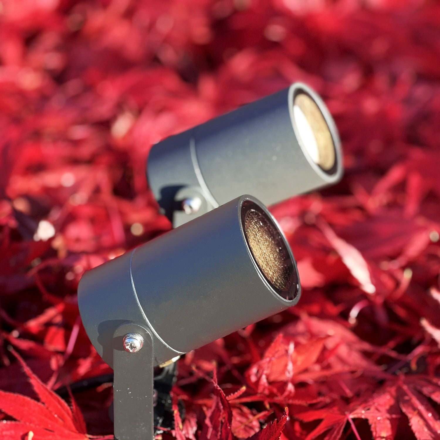 lunastart lightson red japanesemarple