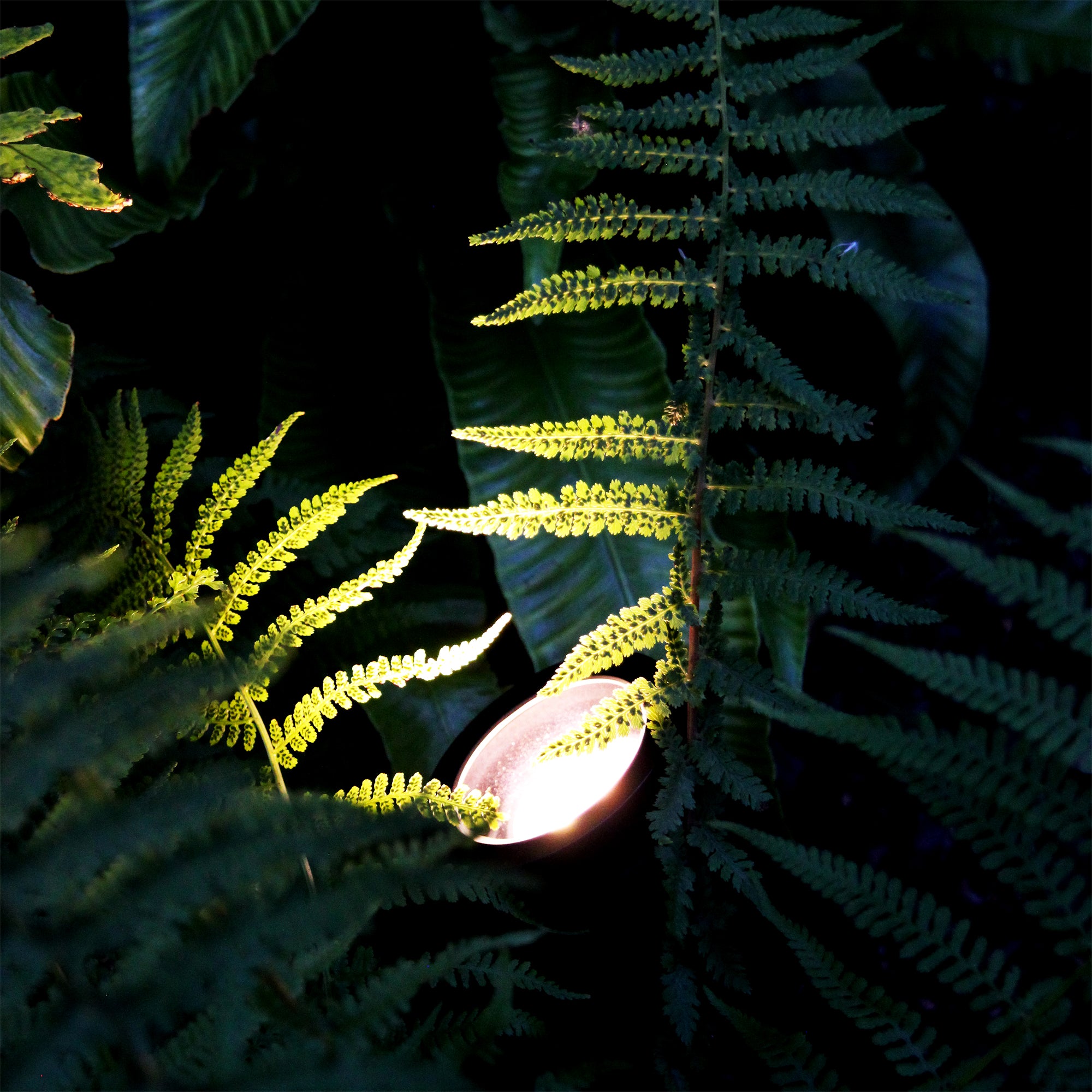 luna grey lightson closeup fern darkness