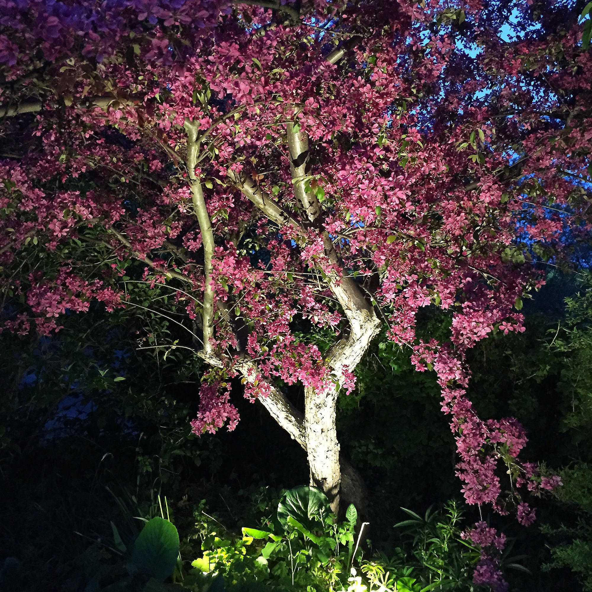 luna grey lightson environment pinktree
