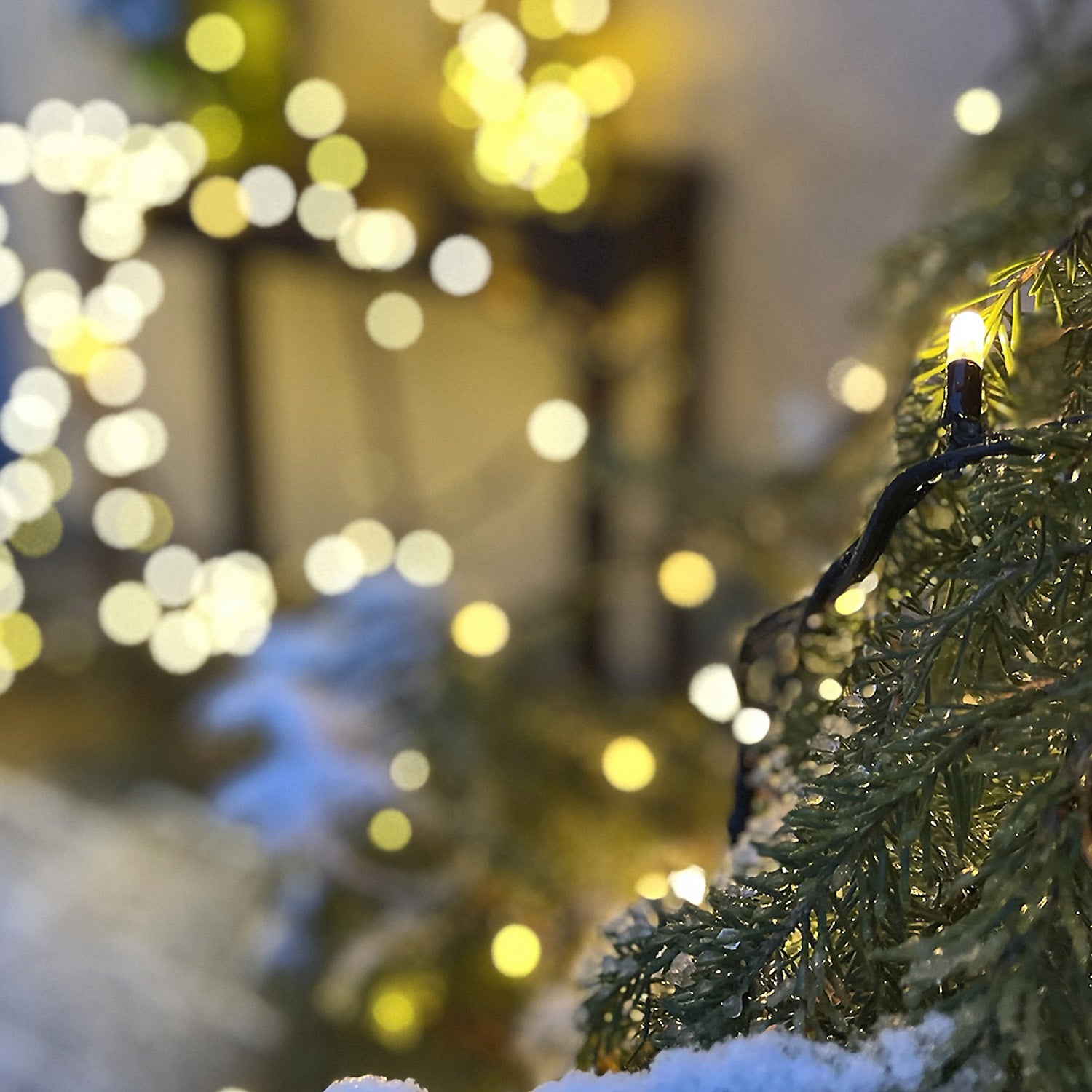 Twinky lightson winter closeup