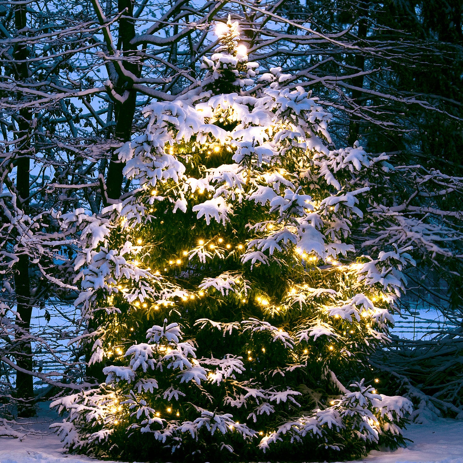 TwinkyPro lightson zchristmastree